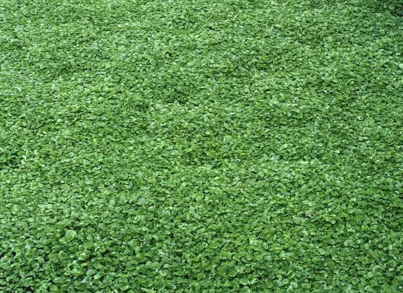 1000+ Dichondra Repens Plant Seeds-Kidney Weed- (10g) Dichondra Pony Foot-Lawn Leaf-B259