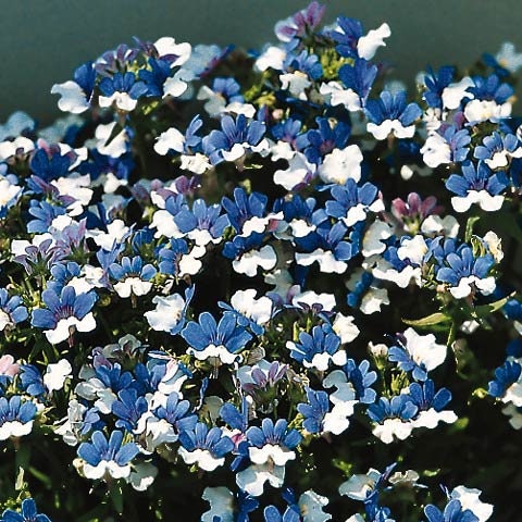 30+  Rare KLM  Nemesia Flower Seeds-Nemesia Strumosa Flower Seeds-Exotic White and Blue Nemesia Flower- Hard to Find Annual--B427