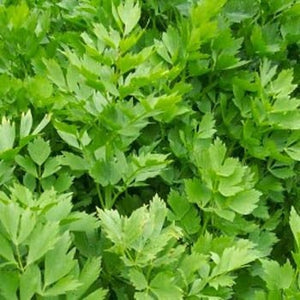 50+ Lovage Seeds- Levisticum Officinalis-Sweet Culinary Herb-Garden Lovage-Medicinal Perennial-G054