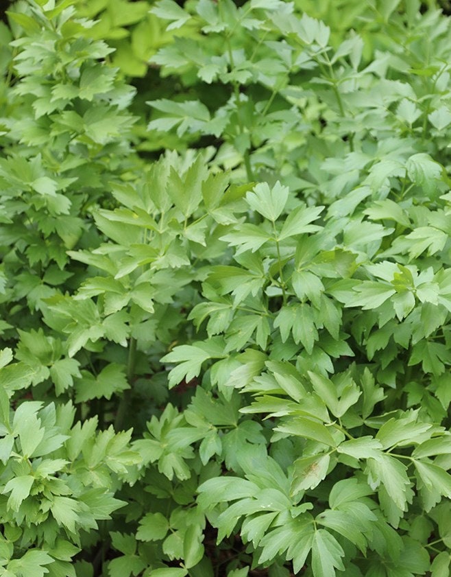 50+ Lovage Seeds- Levisticum Officinalis-Sweet Culinary Herb-Garden Lovage-Medicinal Perennial-G054