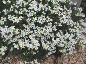 50+  Arabis Alpina  RockCress Seeds-Wall Rockcress Ground Cover Seeds- Snow Peak-White Wall Rockcress- Lovely Perennial!ARABIS ALPINA-B409