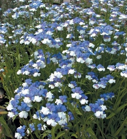30+  Rare KLM  Nemesia Flower Seeds-Nemesia Strumosa Flower Seeds-Exotic White and Blue Nemesia Flower- Hard to Find Annual--B427