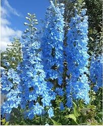 50+ Summer Skies Delphinium Flower Seeds- Delphinium Cultorum- Delphinium Pacific Giants-Wonderful Perennial-B782