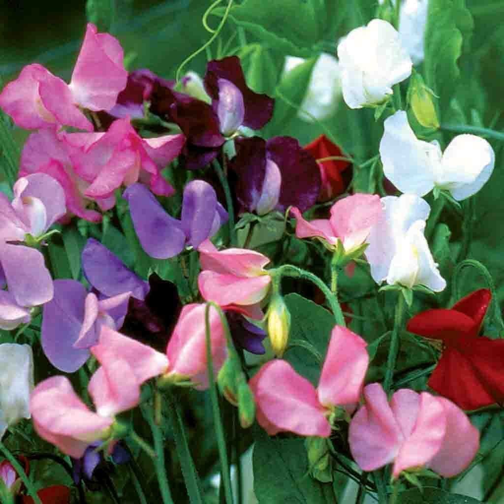 30+ Royal Sweet Pea Mix Flower Seed-Lathyrus Odoratus-B220-Royal Family Mix-Beautiful Vining plant-Excellent for Bouquet-Seductive Fragrance
