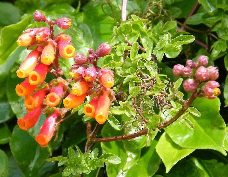 50+ Chilean Glory Vine Seeds-Eccremocarpus Scaber Mix-Attracts hummingbirds to your garden-B665-Beautiful Perennial