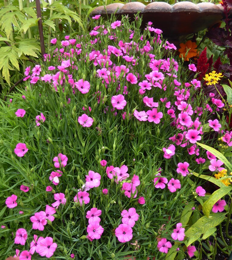 200+   William Silene Pink Flower Seeds---B376- Lychnis Viscaria Campion-Catchfly
