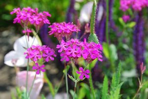 200+   William Silene Pink Flower Seeds---B376- Lychnis Viscaria Campion-Catchfly