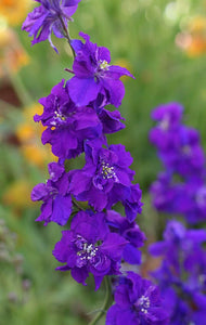 100+ Rocket  Larkspur Flower Seeds- -DELPHINIUM CONSOLIDA-Rocket Larkspur-B658-Purple Larkspur
