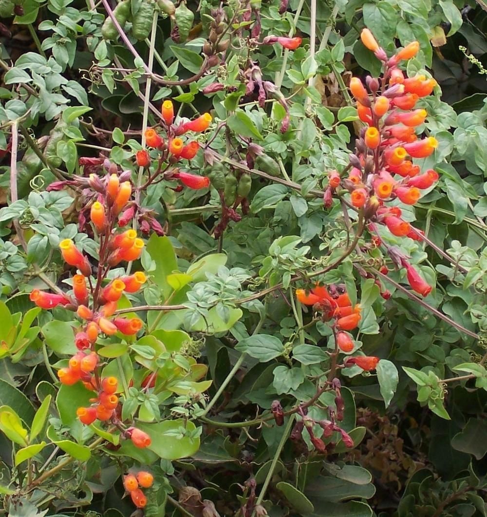 50+ Chilean Glory Vine Seeds-Eccremocarpus Scaber Mix-Attracts hummingbirds to your garden-B665-Beautiful Perennial
