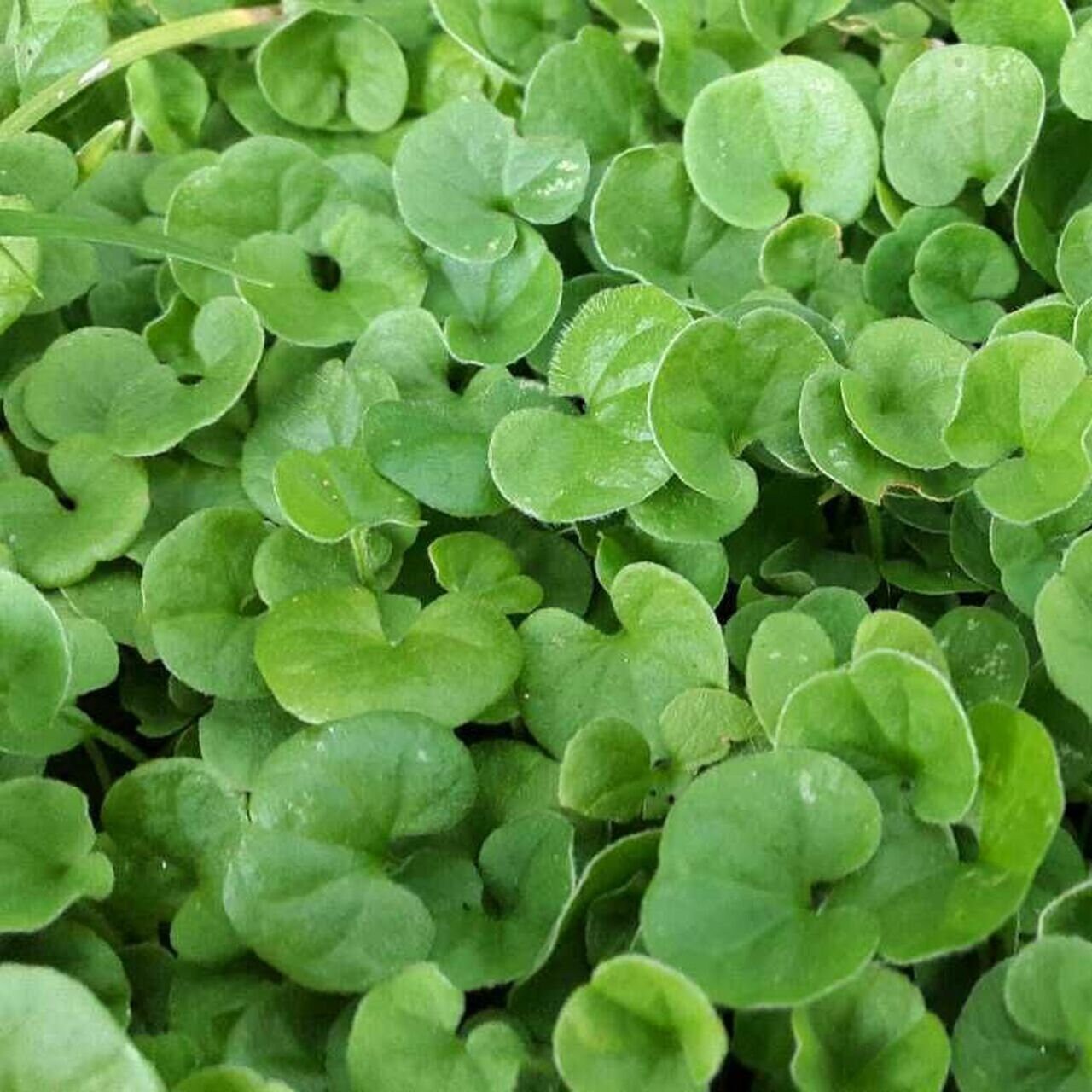 1000+ Dichondra Repens Plant Seeds-Kidney Weed- (10g) Dichondra Pony Foot-Lawn Leaf-B259