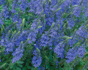 50+ Veronica Teucrium Flower Seeds- Royal Blue Speedwell-Austriaca-B262-Saw-leaved speedwell-Austrian speedwell - Hungarian speedwell