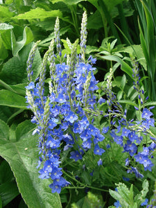 50+ Veronica Teucrium Flower Seeds- Royal Blue Speedwell-Austriaca-B262-Saw-leaved speedwell-Austrian speedwell - Hungarian speedwell