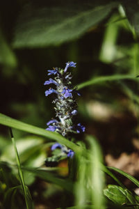 200+ Ajuga Reptans Groundcover Seeds-Good for Erosion Control- Creeping Buglewood-Shade Loving Evergreen Perennial Medicinal Plant-B379