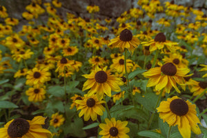 100+  Black Eyed Susan Mix Flower Seeds-Rubeckia Hirtia-Rustic dwarf Mix- Golden Coneflower-----B133