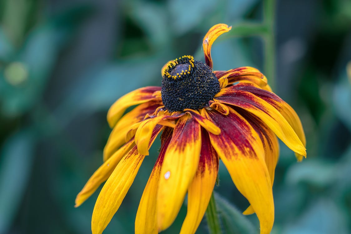 100+  Black Eyed Susan Mix Flower Seeds-Rubeckia Hirtia-Rustic dwarf Mix- Golden Coneflower-----B133