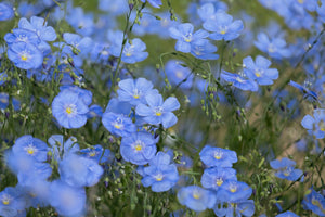 100+ Blue Flax Wildflower Seeds-Linum Perenne-B657-Excellent drought tolerant Perennial Flower