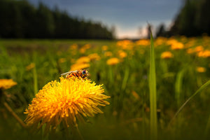 100+Organic Dandelion Seed-Non GMO Taraxacum Dandelion-Great for Salad and Teas with Lots of Beneficial Nutrients-Taraxacum Officinalis-G038