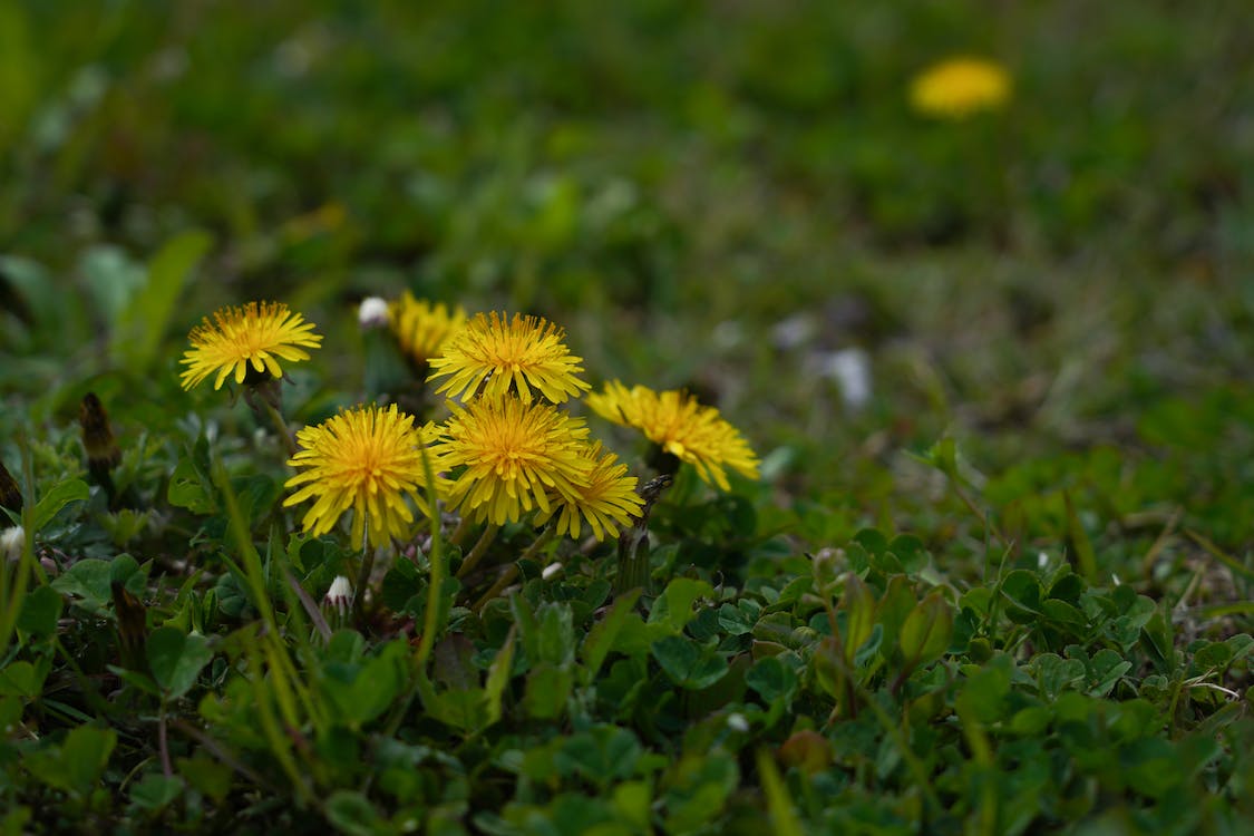 100+Organic Dandelion Seed-Non GMO Taraxacum Dandelion-Great for Salad and Teas with Lots of Beneficial Nutrients-Taraxacum Officinalis-G038