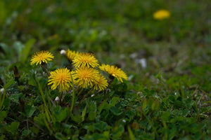 100+Organic Dandelion Seed-Non GMO Taraxacum Dandelion-Great for Salad and Teas with Lots of Beneficial Nutrients-Taraxacum Officinalis-G038