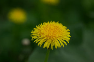 100+Organic Dandelion Seed-Non GMO Taraxacum Dandelion-Great for Salad and Teas with Lots of Beneficial Nutrients-Taraxacum Officinalis-G038