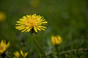 100+Organic Dandelion Seed-Non GMO Taraxacum Dandelion-Great for Salad and Teas with Lots of Beneficial Nutrients-Taraxacum Officinalis-G038