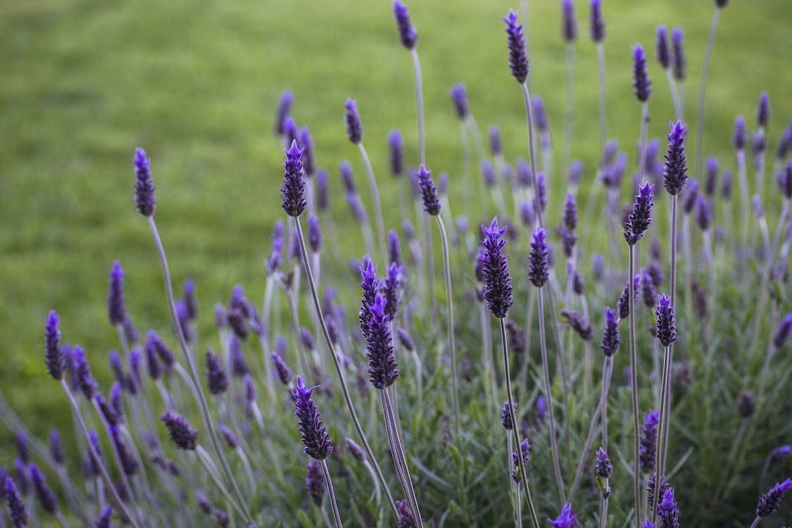 100+ English  Lavender Seeds- Organic  Non GMO-Avandula angustifolia----G024