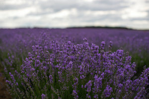 100+ English  Lavender Seeds- Organic  Non GMO-Avandula angustifolia----G024