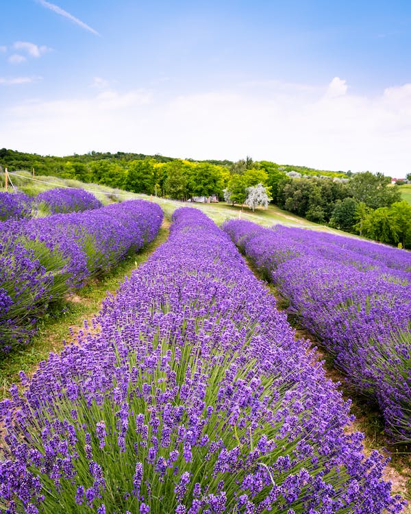 100+ English  Lavender Seeds- Organic  Non GMO-Avandula angustifolia----G024