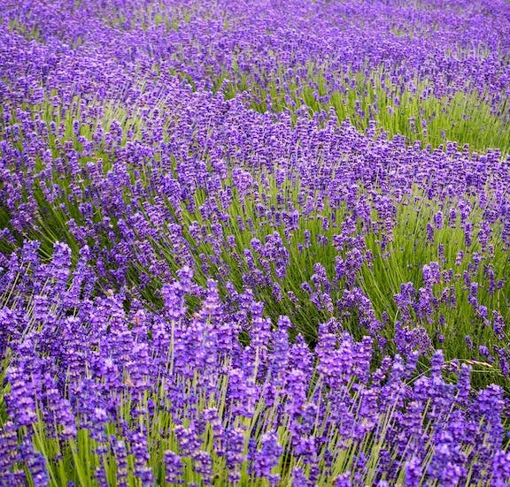 100+ English  Lavender Seeds- Organic  Non GMO-Avandula angustifolia----G024