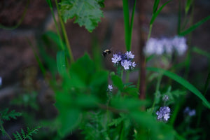 200+  Lacy Phacelia Flower Seeds-PHACELIA TANACETIFOLIA- Bee attracting Annual Wildflower--B365