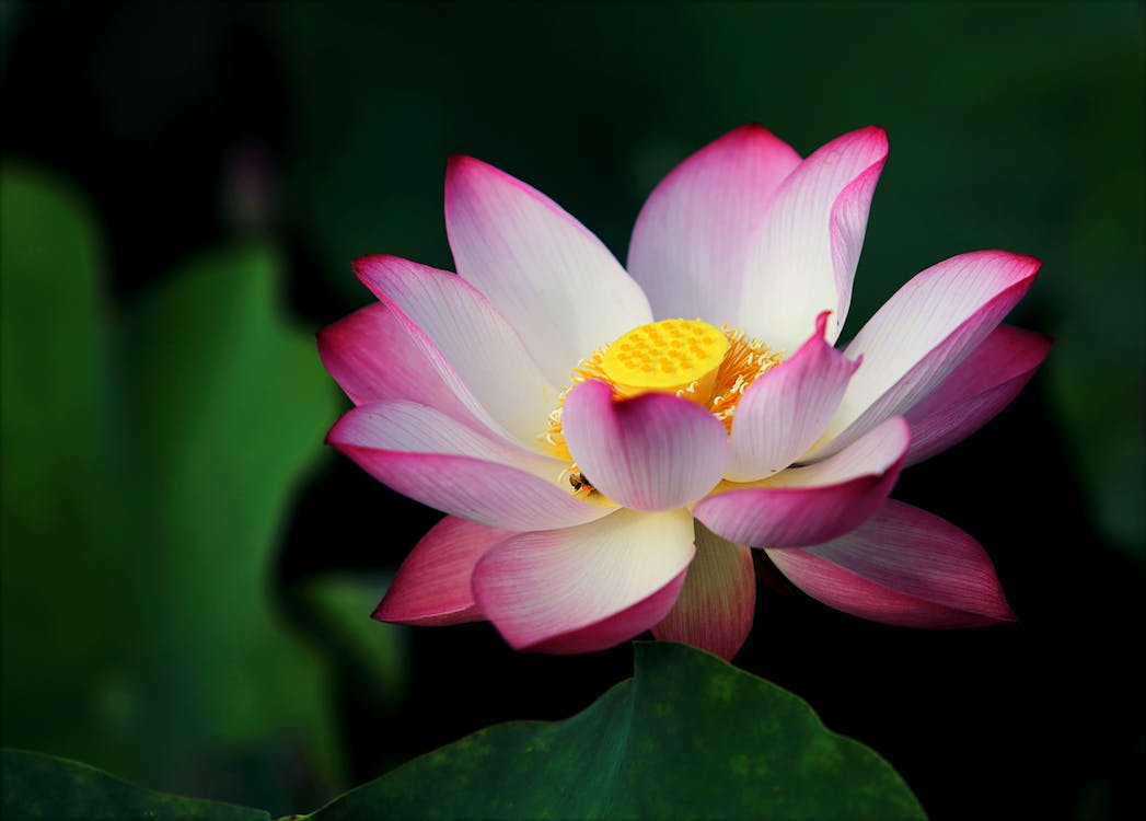 6 Mixed Lotus Seeds -Hydroponic Mix Aquatic Plant Flower seeds--Pot Water Lily Seeds-----B043