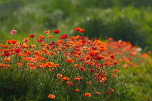 500+  Poppy Red Corn Flower Seeds-PAPAVER RHOEAS-B313