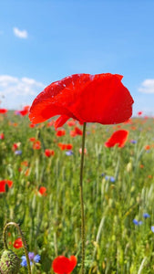 500+  Poppy Red Corn Flower Seeds-PAPAVER RHOEAS-B313