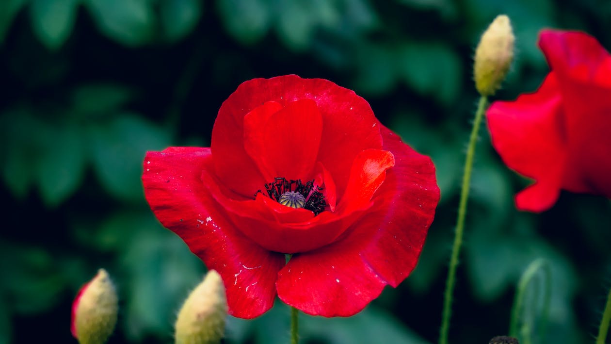 500+  Poppy Red Corn Flower Seeds-PAPAVER RHOEAS-B313