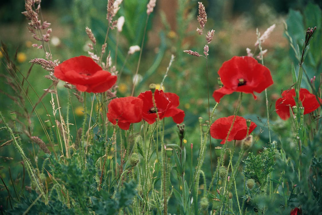 500+  Poppy Red Corn Flower Seeds-PAPAVER RHOEAS-B313