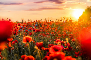 500+  Poppy Red Corn Flower Seeds-PAPAVER RHOEAS-B313