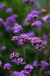 100+ Verbena Bonariensis Flower Seeds- Purple Top Vervain-B257-Brazilian Verbena-Upright Verbena