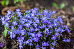 500+ Emperor William Lobelia  Flower Seeds- Emperor William Trailing Lobelia- Blue Carpet Lobelia  Erinus - Sparkling Sapphire --B138