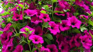 50+ Wild Violet Petunia Flower Seeds-- Shanin Petunia-B222- Trumpet shaped Flower-Petunia Intergrifolia-PETUNIA VIOLACEAE