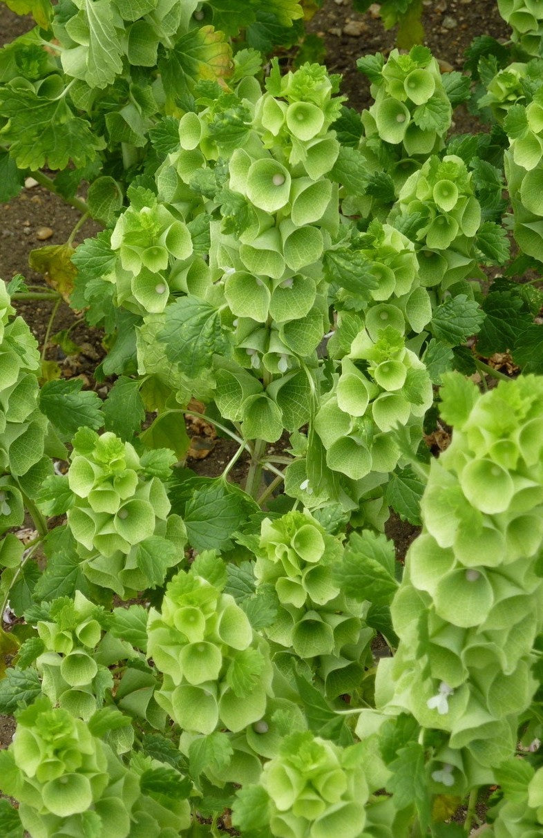 100+ Bells of Ireland Flower Seeds- Moluccella Laevis--B351-Annual