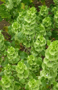 100+ Bells of Ireland Flower Seeds- Moluccella Laevis--B351-Annual