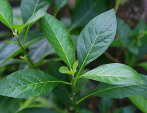 100+ Seeds- Bitter leaf Seeds-Vernonia Amygdalina-A023-Highly Useful and Medicinal Tropical Herb/Vegetable