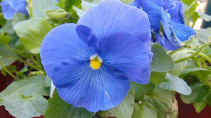 50+ Light Blue Pansy Swiss Flower Seeds- - Viola Wittrockiana-B204-Crystal Light Blue-Sweet Biennial