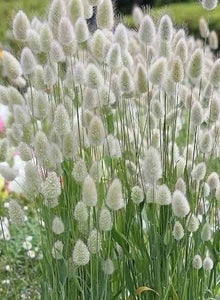 100+ Bunny Tail Ornamental Grass Seeds-Exotic Annual Grass- Lagurus Ovatus-B224