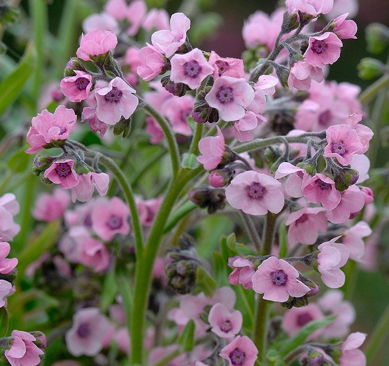 50+ Seeds- Chinese Forget Me Not Flower Seeds-CYNOGLOSSUM PINK- Cynoglossum Amabile Mystic Pink B112