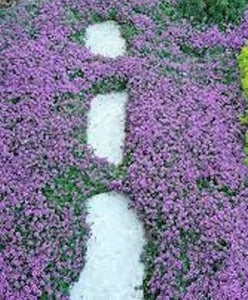 1000+ Creeping Thyme Seeds- Ground Cover Seeds-THYMUS SERPYLLUM- Magic Carpet- low maintenance drought resistant--B196