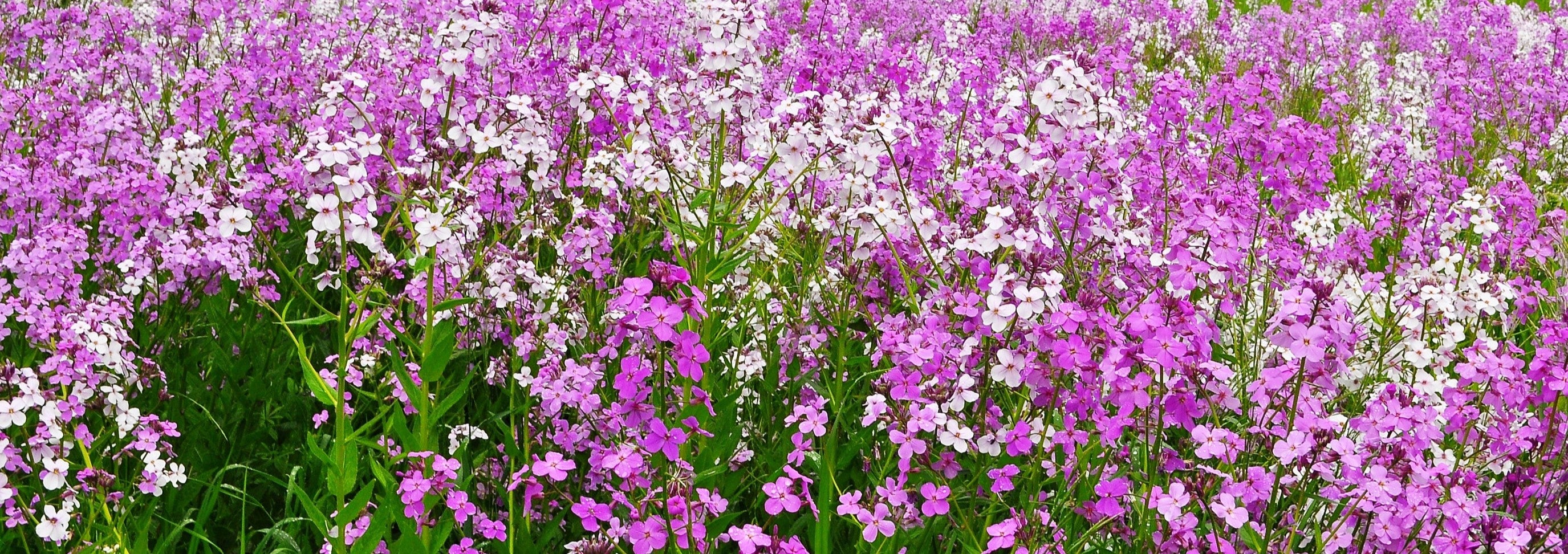 200+ Dame's Rocket Seeds-B646-Hesperis Matronalis-Showy Perennial