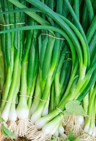 100+ Eiffel Scallion Onion Seeds -Green Onion - Organic Non GMO--A113- Mild, Crisp with sweet  flavour-Matures in 65 days!