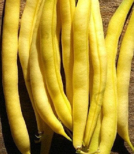20+ Golden Wax Bush Bean--Bush - PHASEOLUS VULGARIS-- Heirloom Non GMO-Tasty Bean--A158