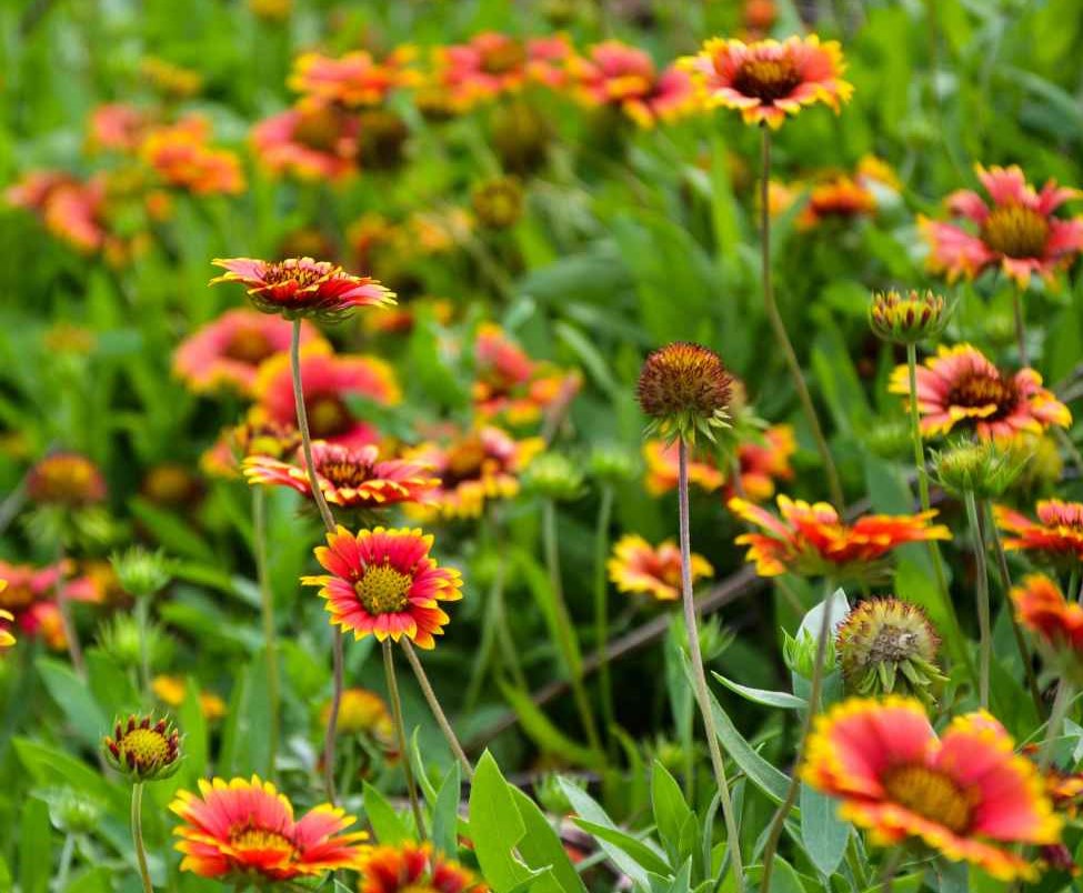 Firewheel Flower Seeds | Best Flower Site